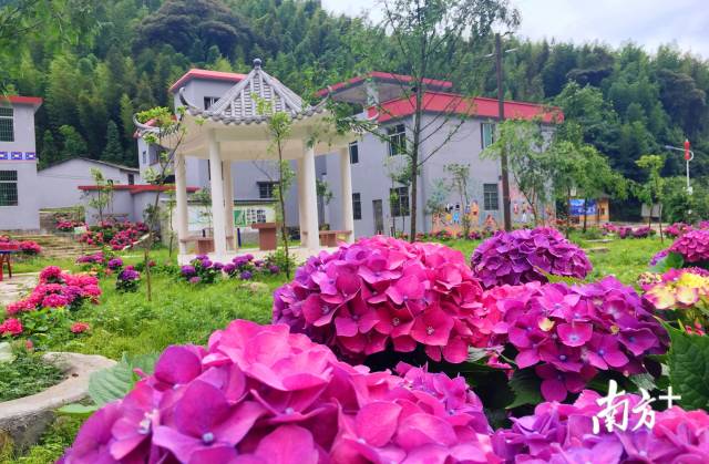 繡球花開。張萍 攝