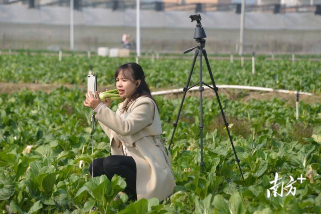 主播介紹連州菜心。張曉欣 攝