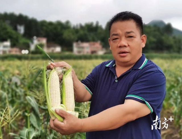四聯(lián)村試點種植水果玉米，走特色產(chǎn)業(yè)發(fā)展道路。
