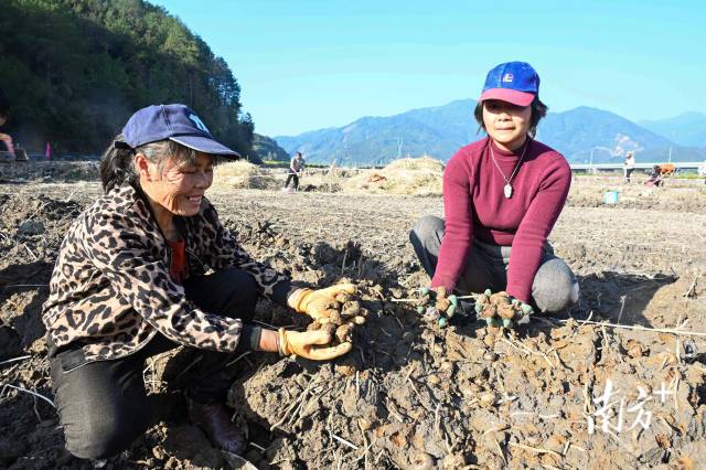朱崗村水美塘馬蹄種植基地里，村民在采挖馬蹄。張曉欣 攝
