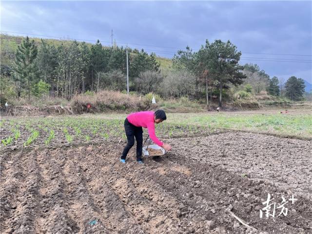 九陂鎮(zhèn)聯(lián)一村委會車田村梅龍坪的群眾正在耕作。