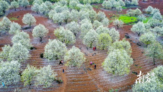 連州梨花。丘貴星 攝