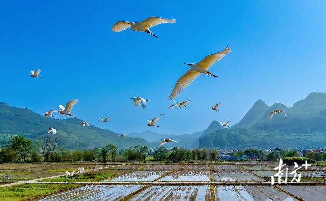 藍(lán)天精靈在青山綠水間自由翱翔。羅敏 攝