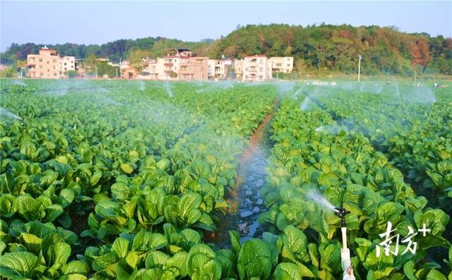 水肥一體化，讓基地每年節(jié)約成本約200萬(wàn)元。黃津 攝