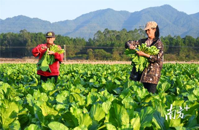 連州菜心。黃津 攝