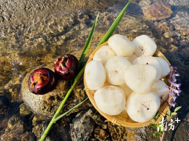 清甜無(wú)渣的大富頭村馬蹄。